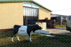 Tejüzem, Mórichida